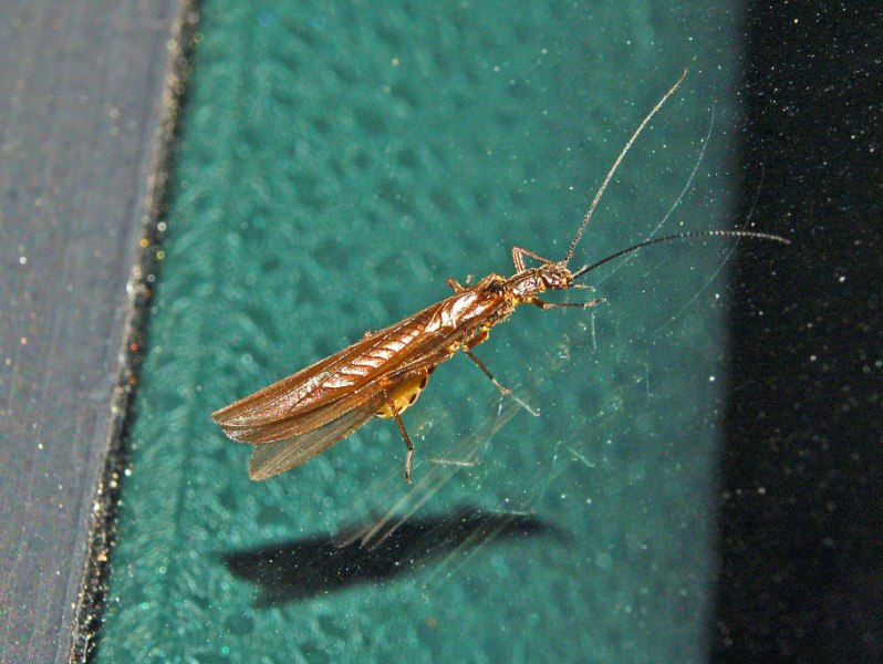 Leuctridae